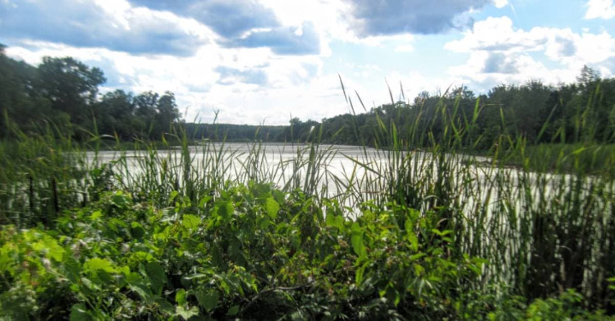 Vischer Ferry Trails preview image