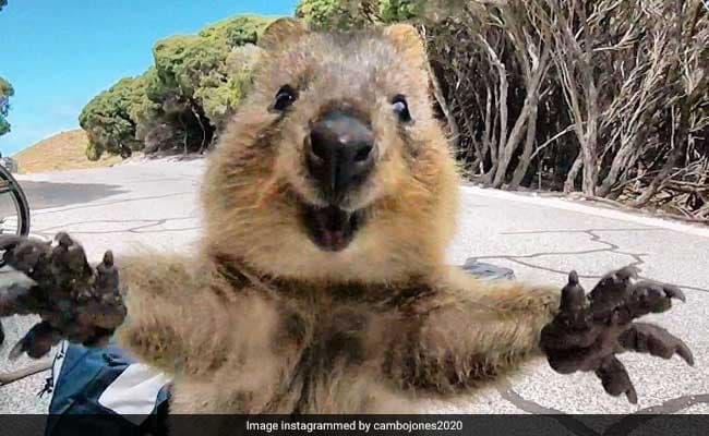 Quokka preview image